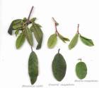 drought tolerant plants for California