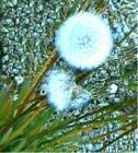 drought tolerant plants for California