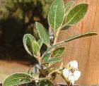 drought tolerant plants for California