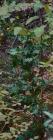 drought tolerant plants for California