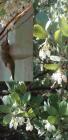 drought tolerant plants for California