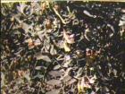 drought tolerant plants for California