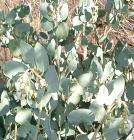 drought tolerant plants for California