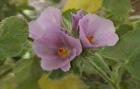 drought tolerant plants for California