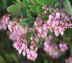 drought tolerant plants for California