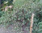 drought tolerant plants for California