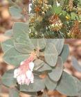 drought tolerant plants for California