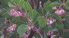 drought tolerant plants for California