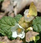 drought tolerant plants for California