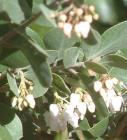 drought tolerant plants for California