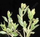 drought tolerant plants for California