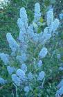 drought tolerant plants for California