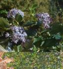 Ceanothus Heart's Desire is a blue flowering ground cover.