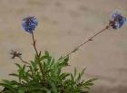 drought tolerant plants for California