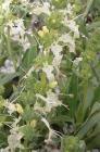 drought tolerant plants for California