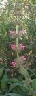 drought tolerant plants for California