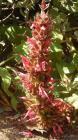 drought tolerant plants for California