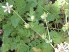 drought tolerant plants for California