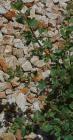 drought tolerant plants for California