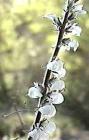 drought tolerant plants for California