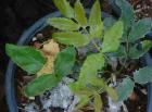 drought tolerant plants for California