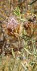 drought tolerant plants for California