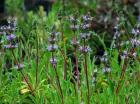 drought tolerant plants for California