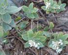 drought tolerant plants for California