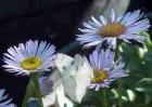 drought tolerant plants for California