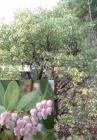 drought tolerant plants for California