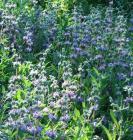 A flat ground cover that is covered with flowers!