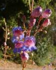 drought tolerant plants for California