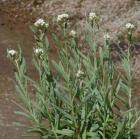 drought tolerant plants for California