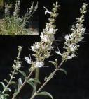 drought tolerant plants for California