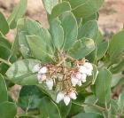 drought tolerant plants for California