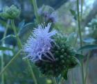 drought tolerant plants for California