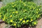 A low coastal ground cover that will grow with little water in full Los Angeles sun.