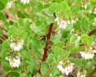 drought tolerant plants for California