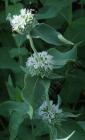 a cute little perennial mat with attractive white flowers.