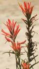 drought tolerant plants for California