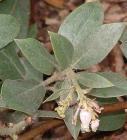 drought tolerant plants for California
