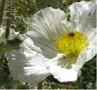 drought tolerant plants for California