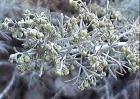 drought tolerant plants for California