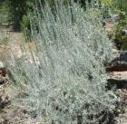drought tolerant plants for California