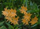 drought tolerant plants for California