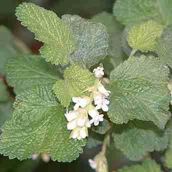 White chaparral currant makes a wonderful tea mixed with wood strawberry leaves.