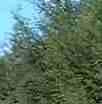 Native plants for hedges