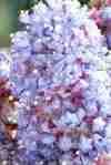 Ceanothus question