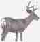 Questions about deer