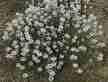 Weeds and other non-native plants